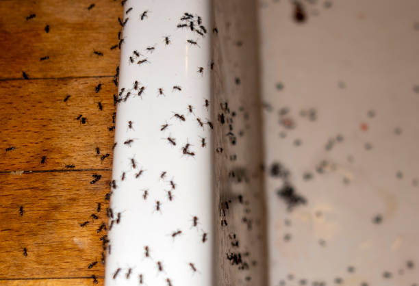 Best Cockroach Control Services  in Merian, ID
